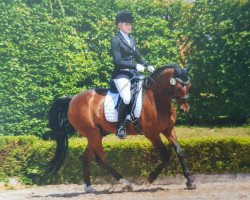 dressage horse Movie Star 25 (German Riding Pony, 2002, from Medoc)