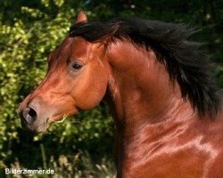 stallion Candis vM (German Riding Pony, 2007, from Charm of Nibelungen)