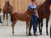 dressage horse Sandtel's Feuerrose (Westphalian, 2018, from For Gold OLD)