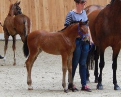 dressage horse Sandtel's Feuerrose (Westphalian, 2018, from For Gold OLD)