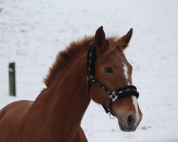 Springpferd Astarte (Hessisches Warmblut, 2005, von Accept)