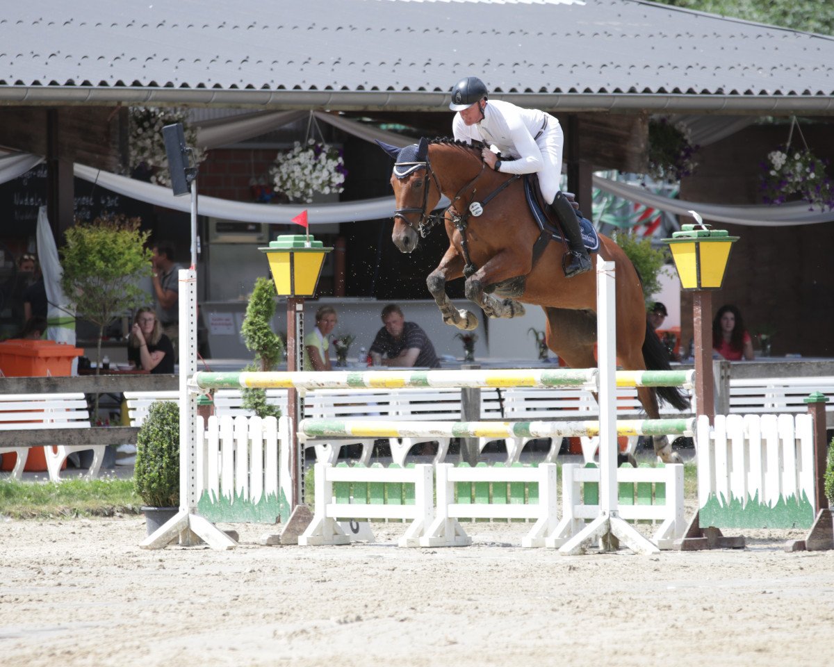 Springpferd Kannament (Westfale, 2013, von Kannan)