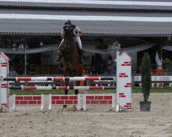 jumper Wisconsin PS (Oldenburg show jumper, 2013, from Winningmood van de Arenberg)