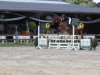 jumper Quintina 38 (Oldenburg show jumper, 2013, from Quattro B)