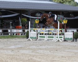 jumper Quintina 38 (Oldenburg show jumper, 2013, from Quattro B)