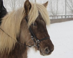 Pferd Hela (Islandpferd, 2012, von Garri vom Lækurhof)