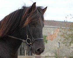 horse Gáski (Iceland Horse, 2012, from Garri vom Lækurhof)