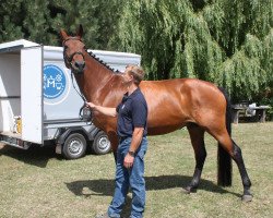 broodmare Quintana (Mecklenburg, 2007, from Quintender 2)