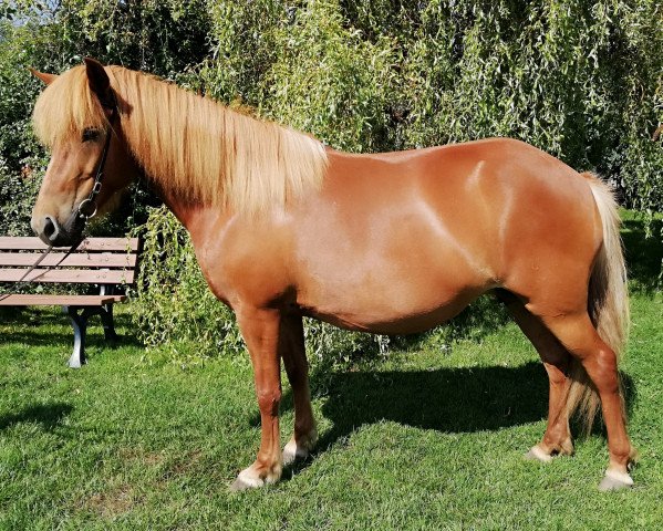 Pferd Frida (Islandpferd, 2010, von Nathan vom Schluensee)
