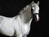 stallion Massimiliano DL (German Riding Pony, 2007, from Grenzhoes Montgomery)