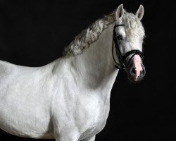 stallion Massimiliano DL (German Riding Pony, 2007, from Grenzhoes Montgomery)