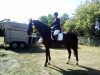 dressage horse Ravallo 28 (Hanoverian, 2008, from Rascalino)