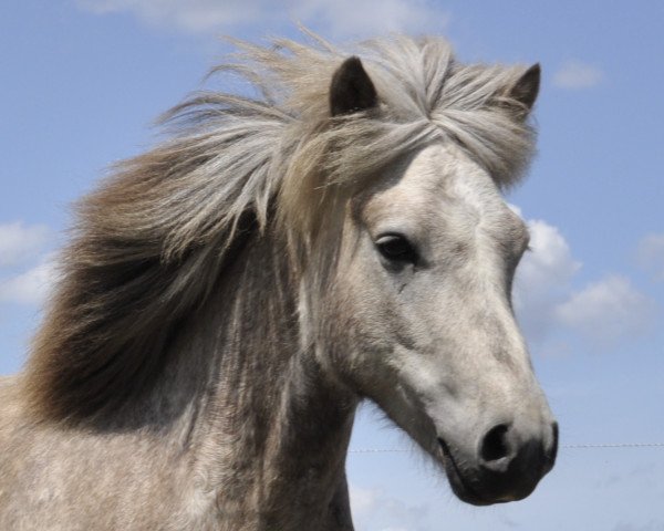 Pferd Fagur (Islandpferd, 2006)