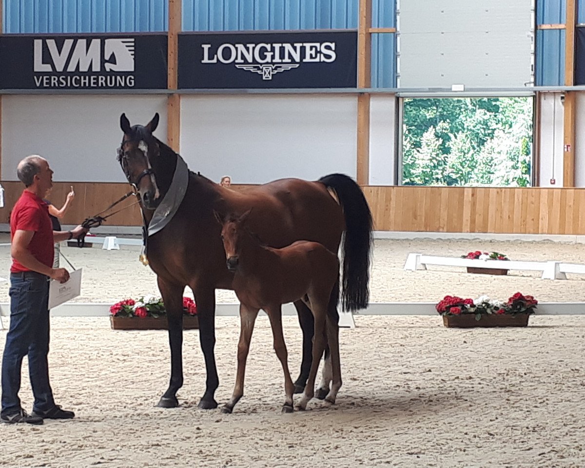 Springpferd Commeup (Westfale, 2018, von Comme le père)
