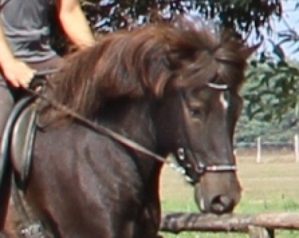 Pferd Andvari (Islandpferd, 2010)