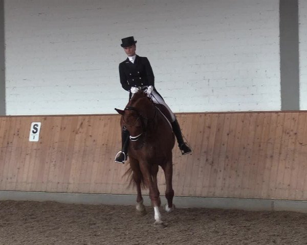 Reitturnier Gut Hohenkamp / Dorsten 2017