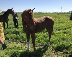 dressage horse Hengst von Fahrenheit / Weltmeyer (Westphalian, 2017, from Tannenhof's Fahrenheit)