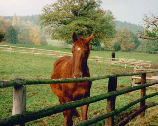 Pferd Impuls (Sachsen-Anhaltiner, 1994, von Iwanowitsch xx)