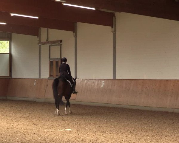 Reitturnier Gut Hohenkamp / Dorsten 2017