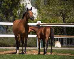 broodmare Solera (Hanoverian, 2008, from Tannenhof’s Solero TSF)