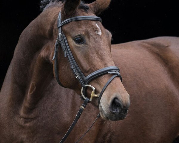 broodmare Dolce Djamilla (German Sport Horse, 2014, from Albführen's Der Kavalier)