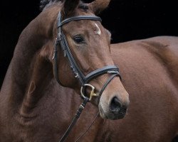 dressage horse Dolce Djamilla (Deutsches Sportpferd, 2014, from Albführen's Der Kavalier)