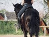 dressage horse Domino (Hanoverian, 2008, from Don Frederico)