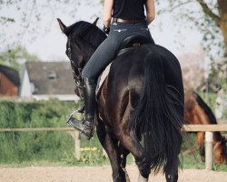 dressage horse Domino (Hanoverian, 2008, from Don Frederico)