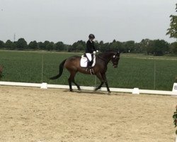 dressage horse Elvis 263 (Holsteiner, 2001, from Esteban xx)