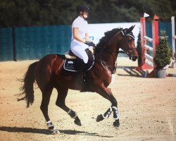 broodmare Ginga D (Oldenburg show jumper, 2010, from Lordanos)