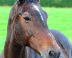 Zuchtstute Cassandra (Deutsches Reitpferd, 1995, von Cassis)