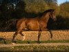 dressage horse Na Logo (German Riding Pony, 2016, from Fs Numero Uno)