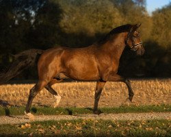 dressage horse Na Logo (German Riding Pony, 2016, from Fs Numero Uno)