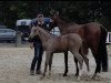 broodmare Claire 210 (Westphalian, 2018, from Calido I)