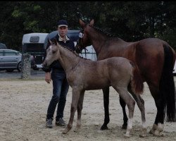 broodmare Claire 210 (Westphalian, 2018, from Calido I)