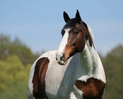 Springpferd Cuba Libre (Oldenburger, 2009, von Cabarlord)