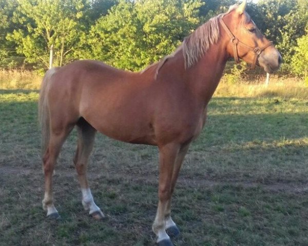 dressage horse Chacco Boy (German Riding Pony, 2015, from Kastanienhof Cockney Cracker)