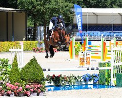 stallion Spiros Z (Zangersheide riding horse, 2011, from Spartacus TN)