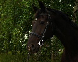 dressage horse Domingo (Brandenburg, 2001, from Donjour)