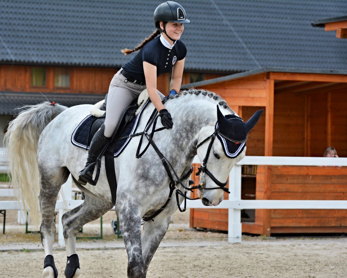 Springpferd Captain Cool 9 (Holsteiner, 2010, von Colman)
