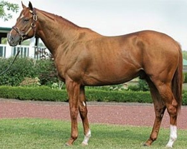 stallion Lawyer Ron xx (Thoroughbred, 2003, from Langfuhr xx)