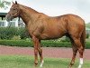 stallion Lawyer Ron xx (Thoroughbred, 2003, from Langfuhr xx)