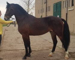 dressage horse Cadillac (Heavy Warmblood, 2016, from Cadett)