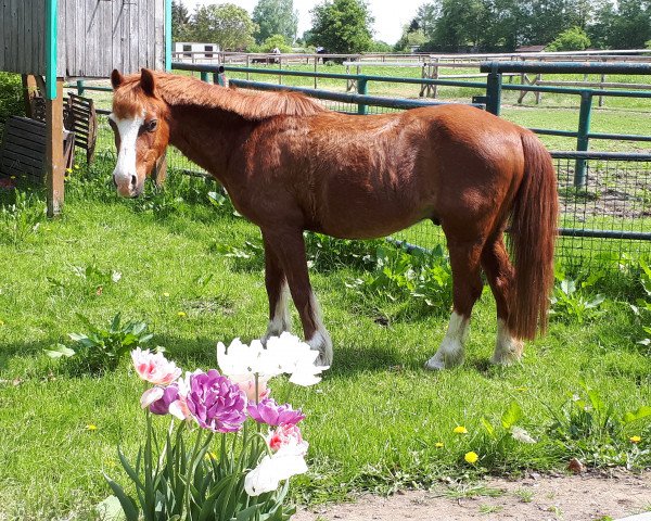 dressage horse Fernando (unknown, 1997)