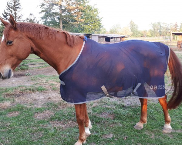 horse Via Sando Kahn (Mecklenburg, 2008, from Rubens)