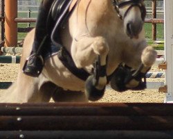 dressage horse Ahyoka 2 (Haflinger, 2007, from Aktiv (3,125% ox))