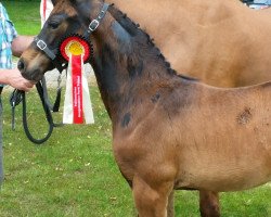 dressage horse Fantastic Charly Chaplin (Westphalian, 2018, from Fidelius 41)