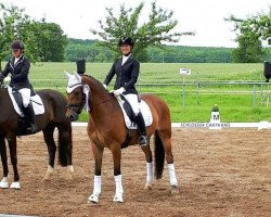 dressage horse Nemo 405 (German Riding Pony, 2006, from Nabucco R)