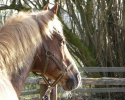 horse Golden Star (Deutsches Reitpony, 1991, from Galant)