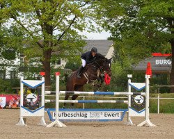 jumper Smilla 90 (Hanoverian, 2010, from Sir Shutterfly)